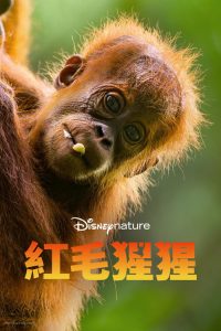 红毛猩猩 poster