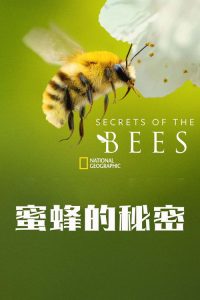 蜜蜂的秘密 poster