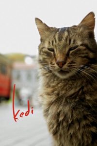 伊斯坦布尔的猫 poster