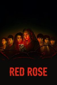 红玫瑰 poster
