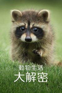 动物的秘密生活 poster