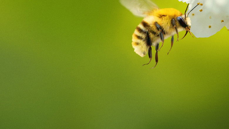蜜蜂的秘密 photo