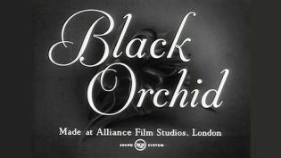 Black Orchid photo