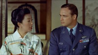 樱花恋 photo