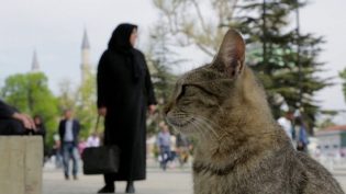 伊斯坦布尔的猫 photo