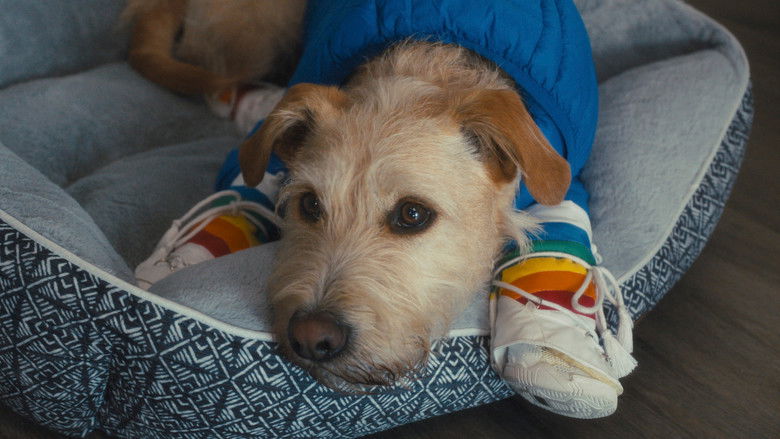 爱犬莫福 photo