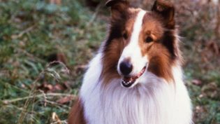 新灵犬莱西 photo