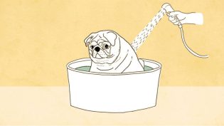 Old Dog photo