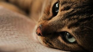 伊斯坦布尔的猫 photo
