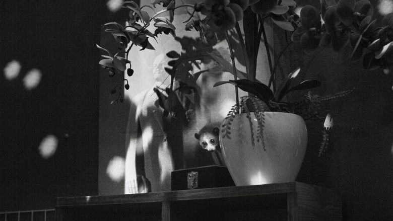 懒猴从不哭泣 photo