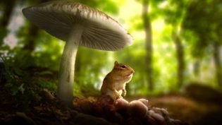 Tiny World photo