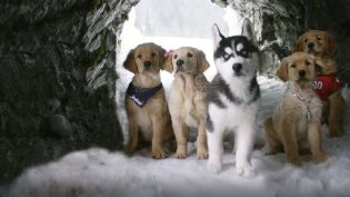 雪地巴迪 photo
