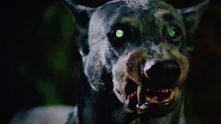 恶魔之犬 photo