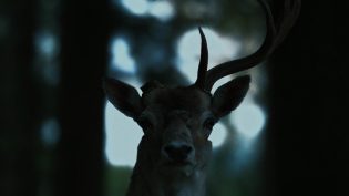 另一半 photo