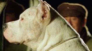 保镖犬大B photo