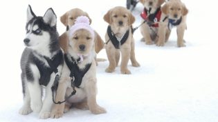 雪地巴迪 photo