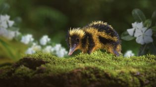 Tiny World photo