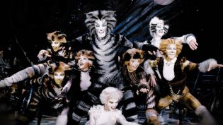 猫 photo