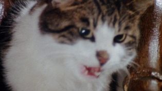 食人猫大报复 photo