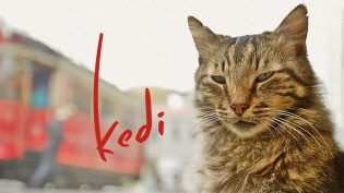 伊斯坦布尔的猫 photo
