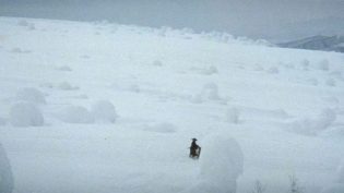 带子雄狼6：雪原生死道 photo