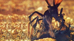 The Living Desert photo