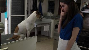 特工犬阿奇 photo