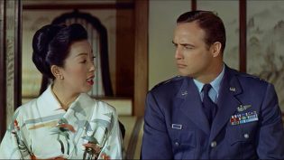 樱花恋 photo