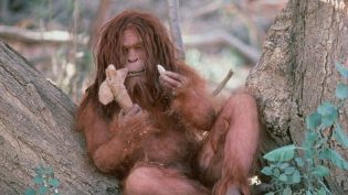 Missing Link photo