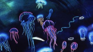 幻想曲 photo