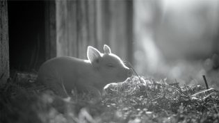贡达 photo