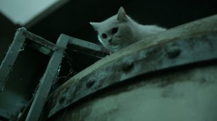 猫：看见死亡的双眼 photo