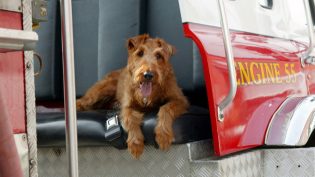 消防犬 photo