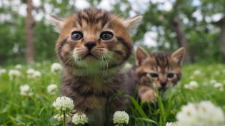 岩合光昭的猫步走世界 photo