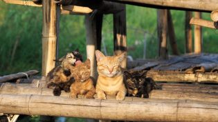 岩合光昭的猫步走世界 photo