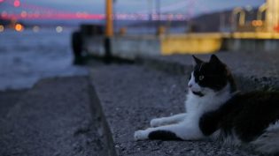 伊斯坦布尔的猫 photo
