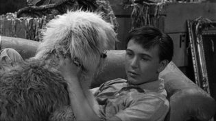 The Shaggy Dog photo
