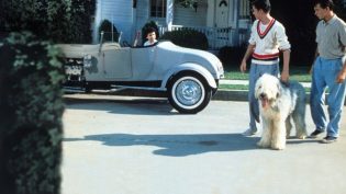 The Shaggy Dog photo