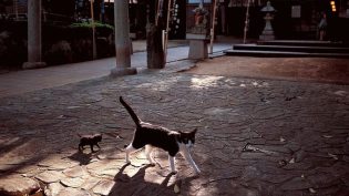 岩合光昭的猫步走世界 photo