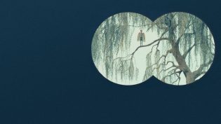 天鹅 photo