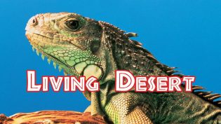 The Living Desert photo