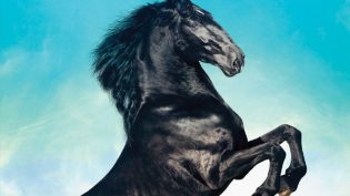 Black Beauty photo
