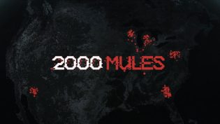 2000头骡子 photo