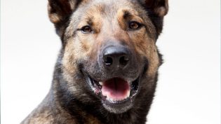 军犬麦克斯 photo