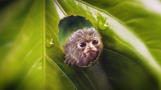 Tiny World photo