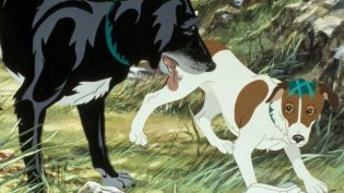 疫病犬 photo