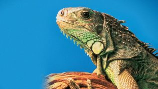 The Living Desert photo