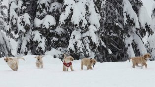 雪地巴迪 photo
