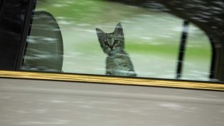 基努猫 photo
