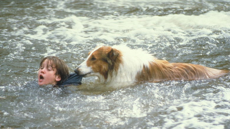 新灵犬莱西 photo